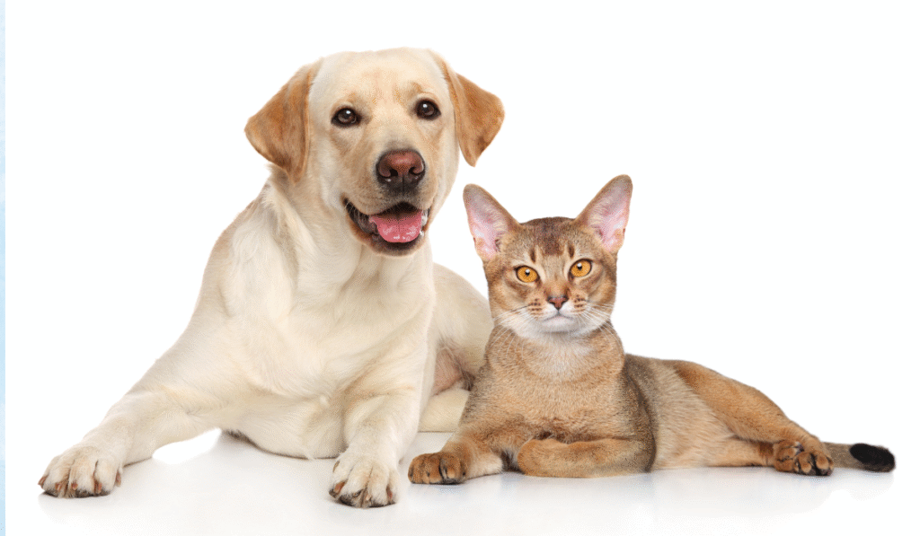 cães e gatos