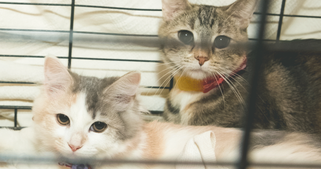 Imagem mostra dezenas de gaiolas com gatos presos em uma casa, evidenciando a situação de maus-tratos e acúmulo de mais de 100 gatos em Belo Horizonte.