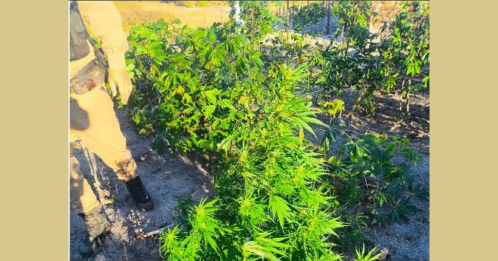 Área rural onde a polícia descobriu plantação de maconha durante operação.