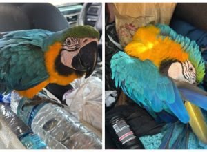 1 de 2Araras estavam sendo transportadas em carro — Foto: Polícia Militar/Montagem g1