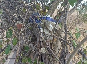 1 de 2Cabeça estava em um saco escondido numa árvore — Foto: Polícia Militar/Divulgação