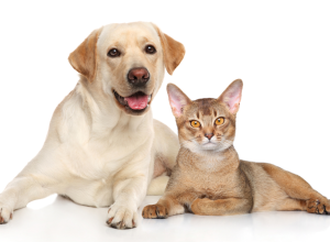 cães e gatos