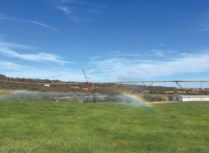 1 de 1Irrigação sendo utilizada em lavoura — Foto: Sistema Faemg Senar