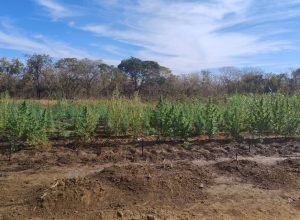 1 de 1Plantação de maconha encontrada pela PM — Foto: Polícia Militar